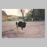 105-1045 Tapiau 1992. Eine Kuh auf der Wasserstrasse.jpg